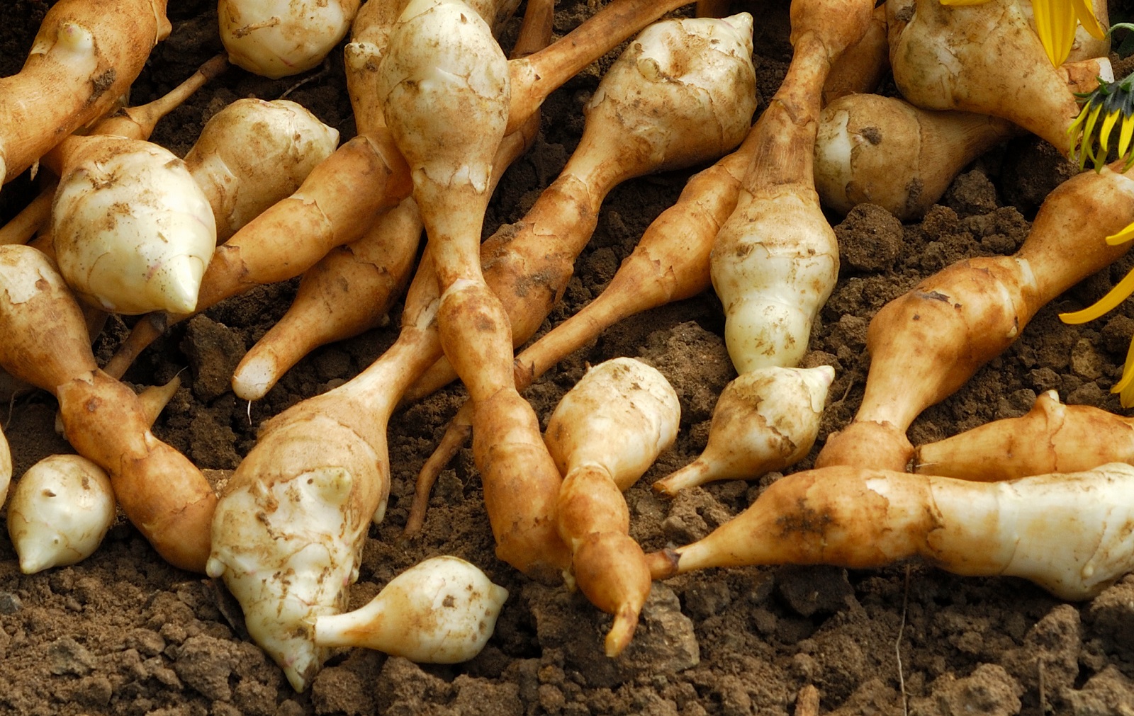 Tubercules d'hélianthi, légumes racines. © coulanges, AdobeStock